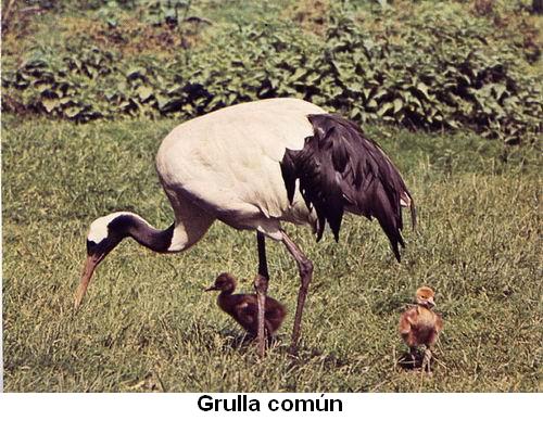 Grulla común.jpg